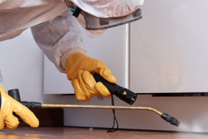 Messie Schädlingsbekämpfung Jena